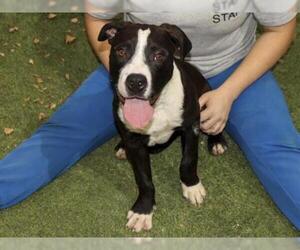American Pit Bull Terrier Dogs for adoption in Ojai, CA, USA