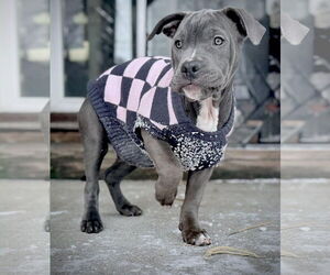 Mutt Dogs for adoption in Princeton, MN, USA