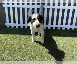 Border Collie-Unknown Mix Dogs for adoption in Modesto, CA, USA
