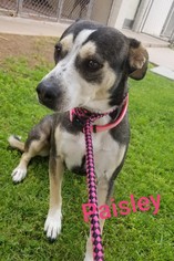 Mutt Dogs for adoption in Apache Junction, AZ, USA