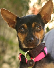 Miniature Pinscher-Unknown Mix Dogs for adoption in Media, PA, USA