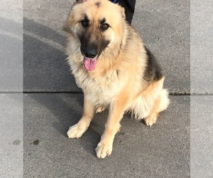 Medium Photo #1 German Shepherd Dog Puppy For Sale in fort worth, TX, USA