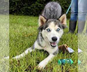 Huskies -Unknown Mix Dogs for adoption in Anniston, AL, USA