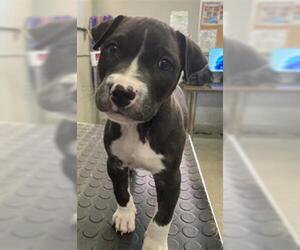 Mutt Dogs for adoption in Camarillo, CA, USA