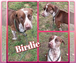 German Shorthaired Pointer-Unknown Mix Dogs for adoption in Pierceton , IN, USA