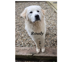 Great Pyrenees-Unknown Mix Dogs for adoption in Woodsfield, OH, USA