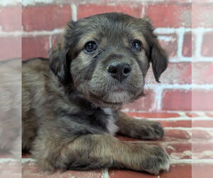 Collie-German Shepherd Dog Mix Dogs for adoption in Lakewood, CO, USA