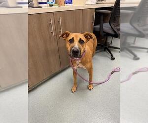Black Mouth Cur-Unknown Mix Dogs for adoption in Baytown, TX, USA