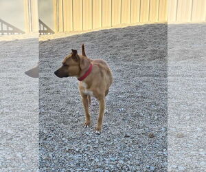American Staffordshire Terrier-Unknown Mix Dogs for adoption in Stover, MO, USA