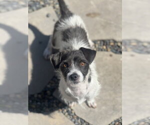 Jack Russell Terrier Dogs for adoption in Dana Point, CA, USA