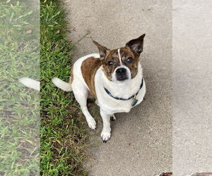 Chiweenie Dogs for adoption in St. Louis Park, MN, USA