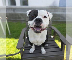 American Pit Bull Terrier Dogs for adoption in Long Beach, CA, USA