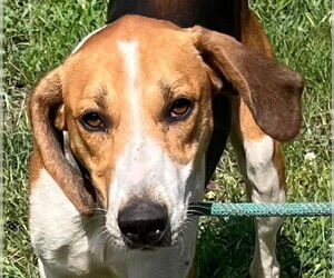 Mutt Dogs for adoption in Tarboro, NC, USA