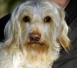 Dachshund Dogs for adoption in Longview, WA, USA