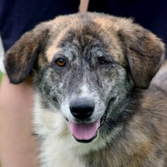 Medium Photo #1 Collie Puppy For Sale in Huntley, IL, USA