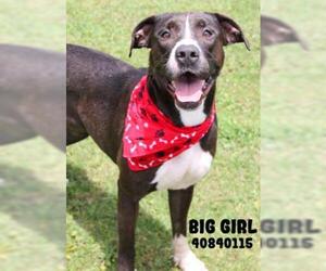 American Pit Bull Terrier-Unknown Mix Dogs for adoption in Gulfport, MS, USA