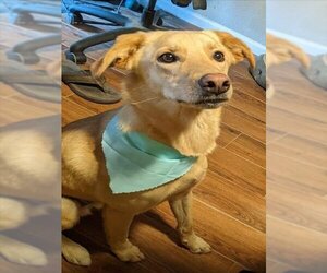 Golden Labrador Dogs for adoption in San Antonio, TX, USA