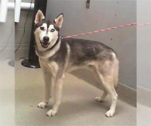 Siberian Husky-Unknown Mix Dogs for adoption in Las Vegas, NV, USA