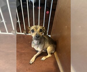 Chiweenie Dogs for adoption in San Diego , CA, USA