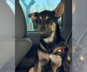 German Shepherd Dog Dogs for adoption in Tracy, CA, USA