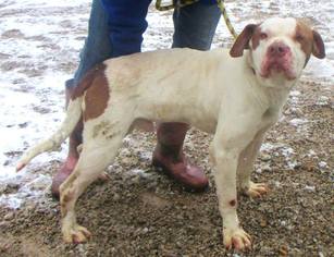 American Staffordshire Terrier-Boxer Mix Dogs for adoption in Westwood, NJ, USA