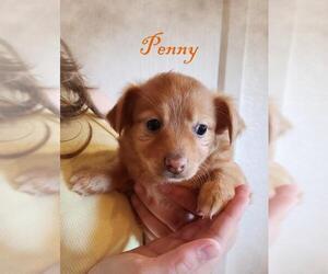 Pembroke Welsh Corgi-Tibetan Terrier Mix Dogs for adoption in Tehachapi, CA, USA