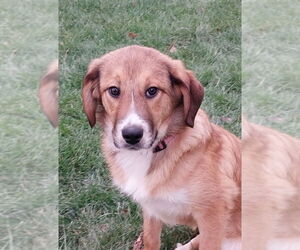 Collie-German Shepherd Dog Mix Dogs for adoption in Aurora, IN, USA