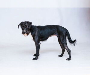 Labrador Retriever-Unknown Mix Dogs for adoption in Sanford, FL, USA