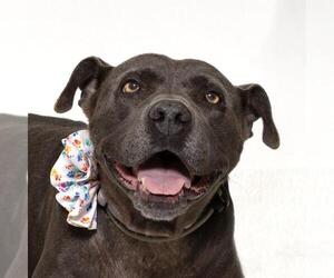 American Pit Bull Terrier Dogs for adoption in Santa Barbara, CA, USA