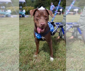 Labrador Retriever-Unknown Mix Dogs for adoption in Holly Springs, NC, USA