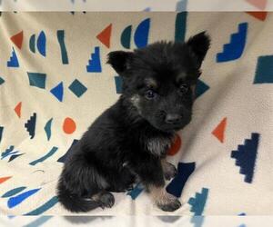 German Shepherd Dog-Unknown Mix Dogs for adoption in HESPERIA, CA, USA