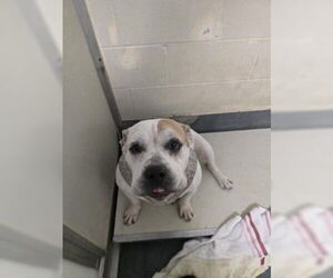 Bulldog Dogs for adoption in Glen Allen, VA, USA