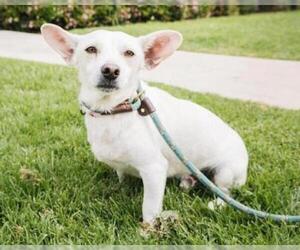 Basenji-Chihuahua Mix Dogs for adoption in El Cajon, CA, USA