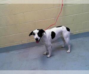 American Pit Bull Terrier-Unknown Mix Dogs for adoption in Tulsa, OK, USA