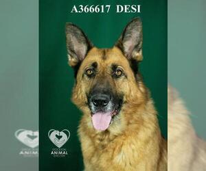 German Shepherd Dog Dogs for adoption in Stockton, CA, USA