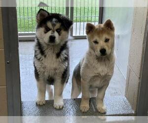 Siberian Husky-Unknown Mix Dogs for adoption in Orange, CA, USA