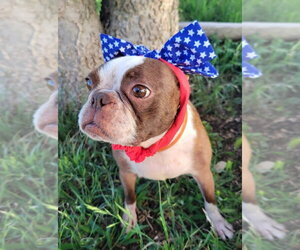 Boston Terrier Dogs for adoption in Little Elm, TX, USA
