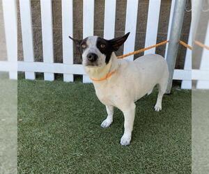 Mutt Dogs for adoption in Modesto, CA, USA