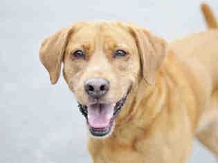 Medium Photo #1 Labrador Retriever-Rhodesian Ridgeback Mix Puppy For Sale in Tavares, FL, USA
