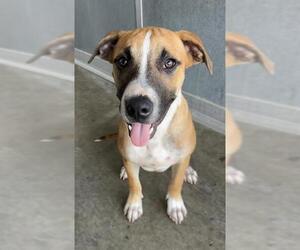 Mutt Dogs for adoption in Baytown, TX, USA