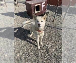 Huskies -Siberian Husky Mix Dogs for adoption in Fairbanks, AK, USA