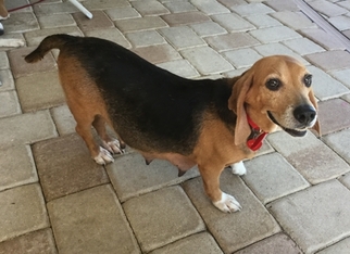 Small Beagle