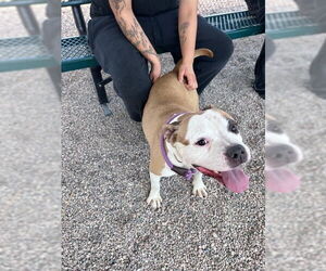 American Pit Bull Terrier-Unknown Mix Dogs for adoption in Chandler, AZ, USA