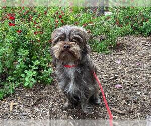 Lhasa Apso-Unknown Mix Dogs for adoption in Orange, CA, USA