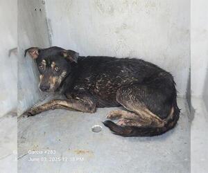 Labrador Retriever-Unknown Mix Dogs for adoption in San Antonio, TX, USA