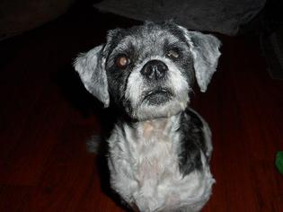 Shih Tzu Dogs for adoption in Leonardtown, MD, USA