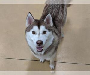 Alaskan Husky Dogs for adoption in Minneapolis, MN, USA