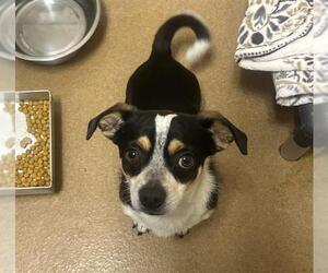 Mutt Dogs for adoption in Martinez, CA, USA