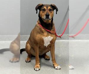 German Shepherd Dog-Unknown Mix Dogs for adoption in San Martin, CA, USA