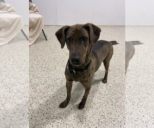 Plott Hound Dogs for adoption in Maple Grove, MN, USA